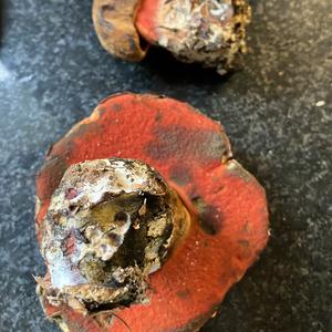 Dotted-stem Bolete