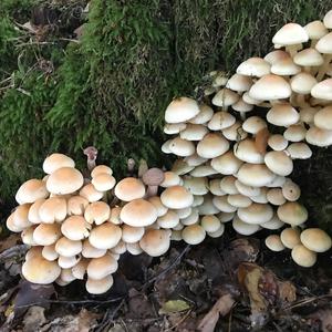 Rauchblättriger Schwefelkopf