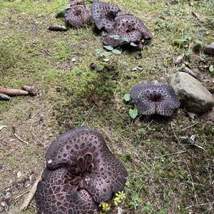 Shingled Hedgehog