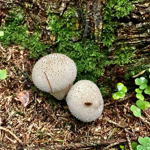 Flaschen-Stäubling