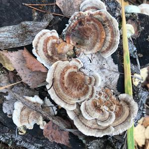 Turkey-tail