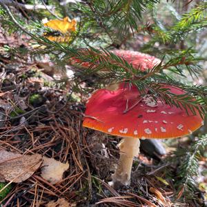 Fly Agaric