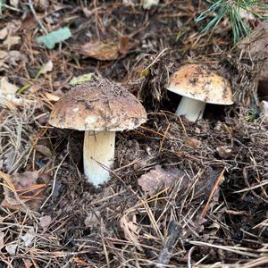 King Bolete