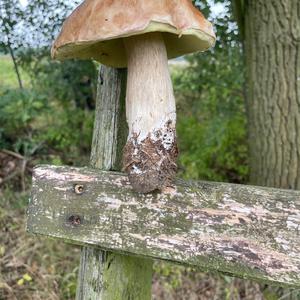 Summer Bolete