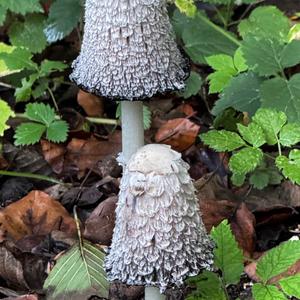 Shaggy Mane