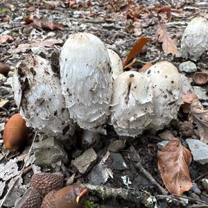 Shaggy Mane
