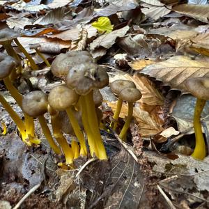 Trumpet Chanterelle