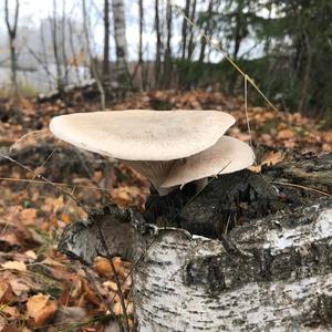 Unknown Species