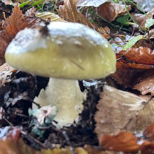 Grüner Knollenblätterpilz