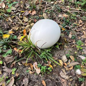 Riesenbovist