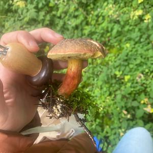 Red-cracked Bolete
