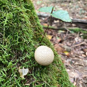Dünnschaliger Kartoffelbovist