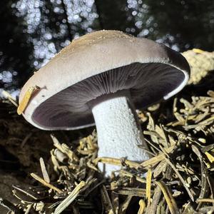 Wood Blewit