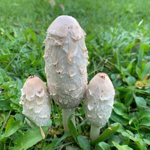 Shaggy Mane
