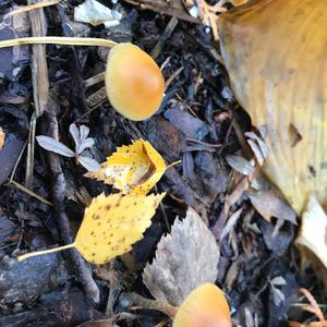Unknown Species