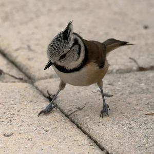 Crested Tit