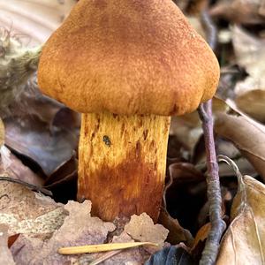 Orangefuchsiger Hautkopf