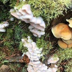 Unknown Species