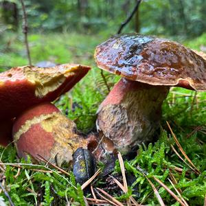 Dotted-stem Bolete