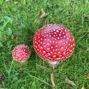 Unknown Species