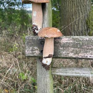 Steinpilz