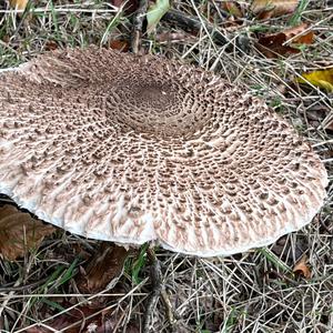 Parasol Mushroom