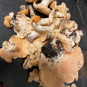Hedgehog Fungus, Common