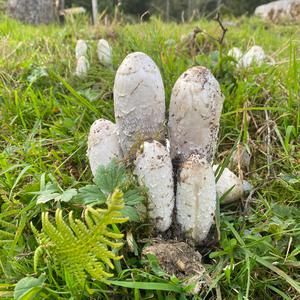 Shaggy Mane