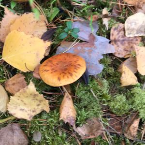 Unknown Species