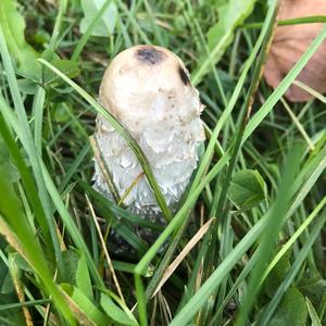 Shaggy Mane