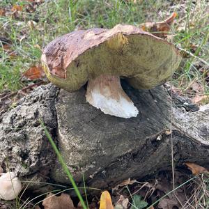 Steinpilz