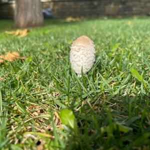 Shaggy Mane