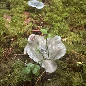 Anise-scented Clitocybe