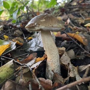 Scaber Stalk, Common