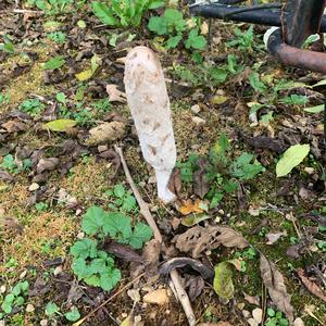 Shaggy Mane