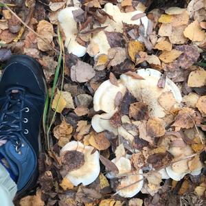 Unknown Species