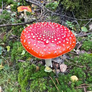 Fliegenpilz