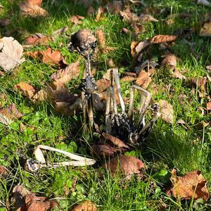 Shaggy Mane