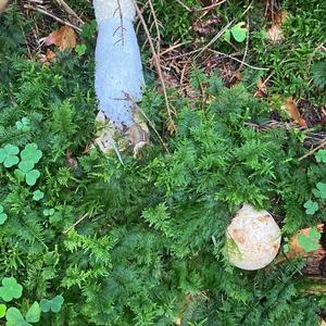 Gemeine Stinkmorchel