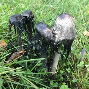 Shaggy Mane