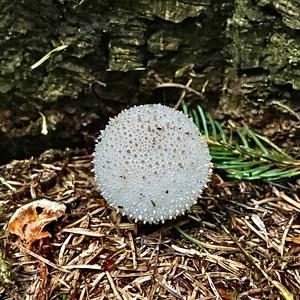 Flaschen-Stäubling