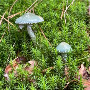 Green Stropharia
