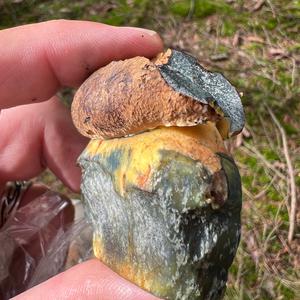 Dotted-stem Bolete