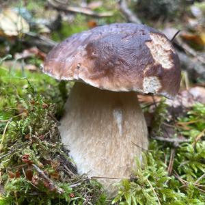 King Bolete