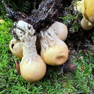 Stump Puffball