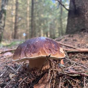 King Bolete