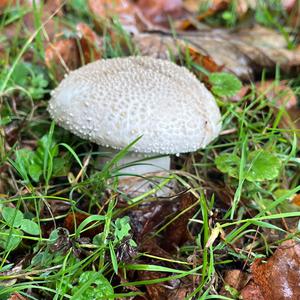 Stachelschuppiger Wulstling