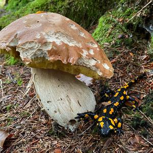 Summer Bolete