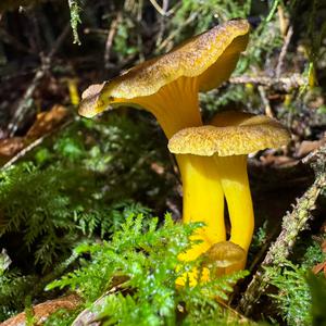 Trumpet Chanterelle