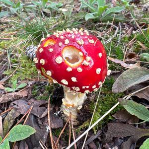Fliegenpilz